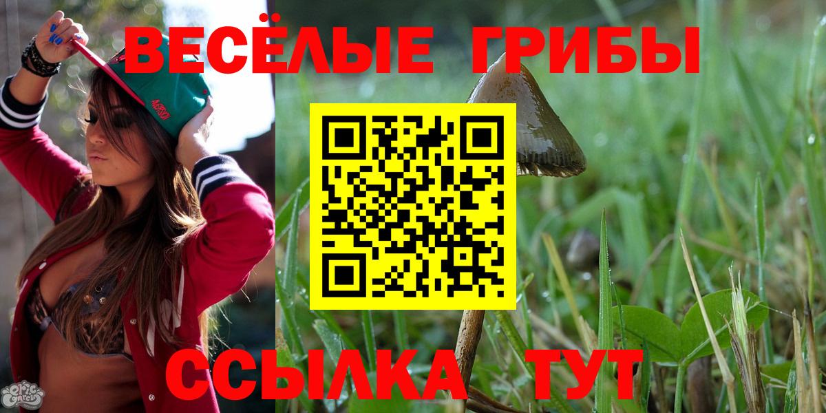 Галлюциногенные грибы Psilocybe Нововоронеж